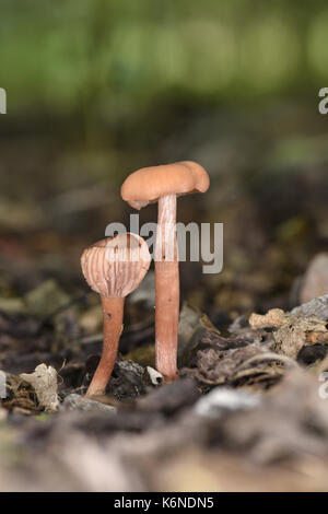 Der Verführer - Lacktrichterling laccata Stockfoto