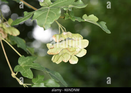 Feld Ahorn Acer campestre Stockfoto