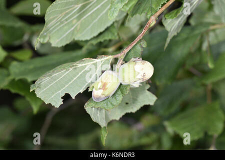 Hazel - Corylus avellana Stockfoto