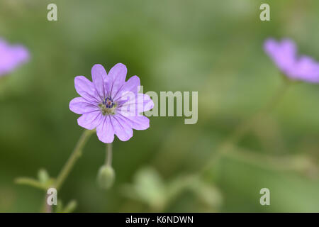 Hecke des Krans-Rechnung - Geranium pyrenaicum Stockfoto