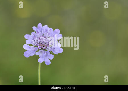 Kleine Scabious - Scabiosa kolumbarien Stockfoto