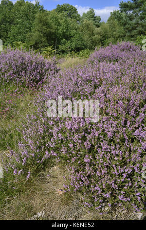 Heidekraut Calluna vulgaris Stockfoto