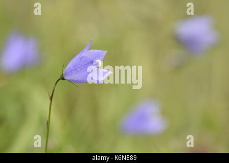 - Campanula rotundifolia Stockfoto