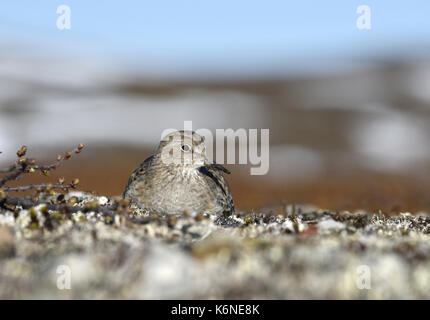 Temminck Stint - Calidris temminckii Stockfoto