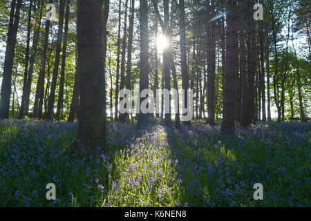 Bluebells an PIlley Holz - Barnsley, Yorkshire, Großbritannien Stockfoto