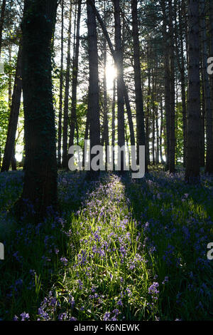 Bluebells an PIlley Holz - Barnsley, Yorkshire, Großbritannien Stockfoto