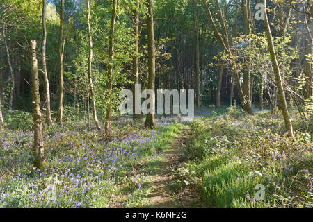 Bluebells an PIlley Holz - Barnsley, Yorkshire, Großbritannien Stockfoto