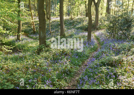 Bluebells an PIlley Holz - Barnsley, Yorkshire, Großbritannien Stockfoto