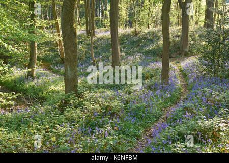 Bluebells an PIlley Holz - Barnsley, Yorkshire, Großbritannien Stockfoto