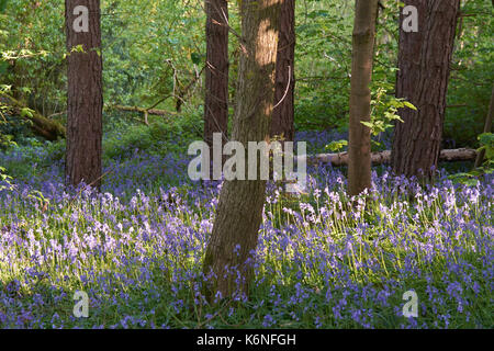 Bluebells an PIlley Holz - Barnsley, Yorkshire, Großbritannien Stockfoto