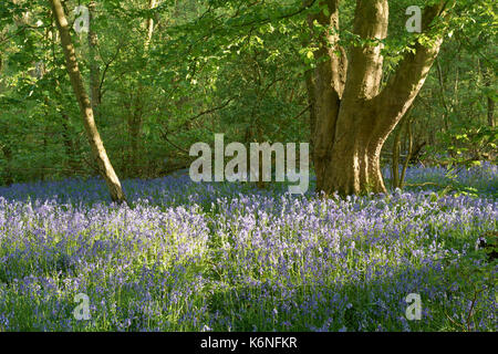 Bluebells an PIlley Holz - Barnsley, Yorkshire, Großbritannien Stockfoto