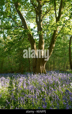 Bluebells an PIlley Holz - Barnsley, Yorkshire, Großbritannien Stockfoto