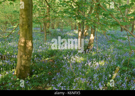 Bluebells an PIlley Holz - Barnsley, Yorkshire, Großbritannien Stockfoto