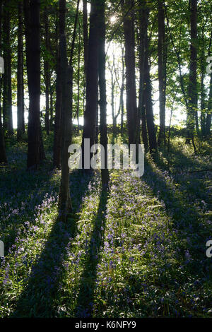 Bluebells an PIlley Holz - Barnsley, Yorkshire, Großbritannien Stockfoto