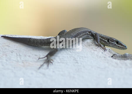 Gemeinsame wand Eidechse (Podarcis muralis), die auf Sun an einer Wand Stockfoto