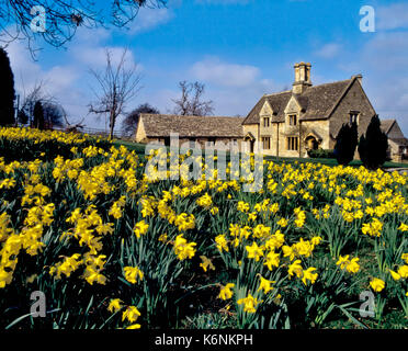 Frühling. England. Narzissen. Garten Narzissen in einem englischen ländlichen Landhaus. Broadway England, Großbritannien. Frühling Saisonblumen in Blüte. Stockfoto