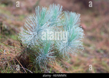 Die Familie der gymnosperms. Blau grünen Zweig. Tannenzweigen. Fichte Hintergrund. Nadelwald. Misty Nebel Wald in Teneriffa, Spanien Stockfoto