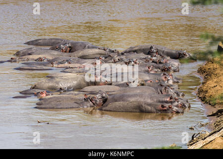 Hippo pod Basking teilweise eingetaucht in Wasser (Hippopotamus amphibius), Masai Mara, Kenia Stockfoto