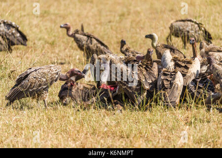 Weiß-backed Vulture (Tylose in Africanus) Fütterung auf Gnus Karkasse, Masai Mara, Kenia Stockfoto