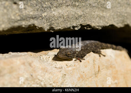 Eine maurische Gecko, Tarentola mauritanica, in der Sonne in einem rubble Wand Aalen. Der gecko hat eine kleine Rote Vogelmilbe auf dem vorderen Bein. In Malta gefunden. Stockfoto