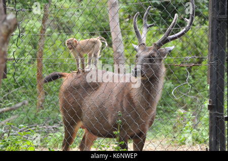 Ein Rhesusaffen reitet auf dem Rücken eines Sambar Hirsche in Gefangenschaft, Phnom Tamao Wildlife Rescue Center, Provinz Takeo, Kambodscha. Credit: Kraig Lieb Stockfoto