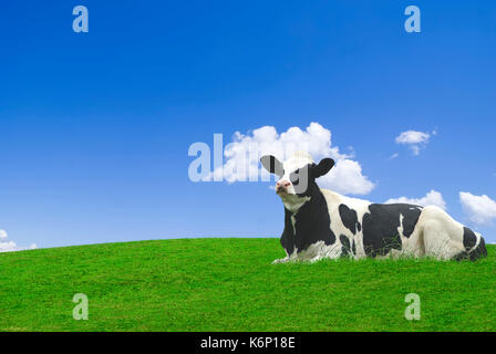 Schwarze und weiße Kuh in eine grüne Wiese vor blauem Himmel. Stockfoto