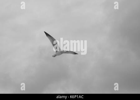 Vogel auf der Suche nach Essen am Strand Stockfoto