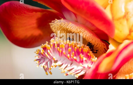 Zwei schwarz gelb Biene saugen süßen Nektar von Cannonball Baum (Couroupita guianensis Aubl. ) Blumen. Attraktive und charmante Frau Konzept Stockfoto