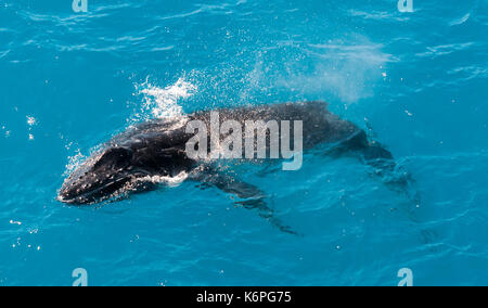 Buckelwal Kalb auftauchen, Kimberley Coast, Australien Stockfoto