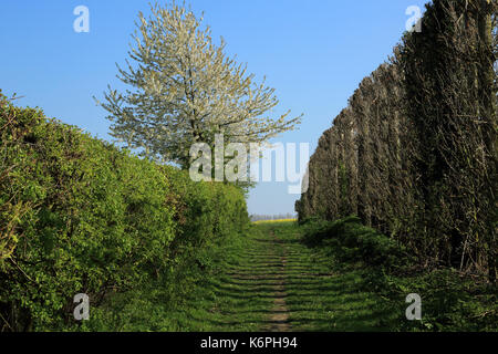Fußweg weg Stonebridge Green Road im Egerton, Kent, England, Vereinigtes Königreich Stockfoto