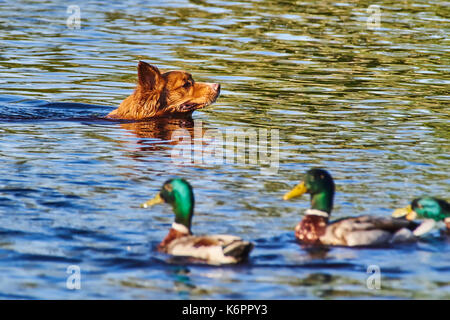Red Dog schwimmen im Fluss Stockfoto
