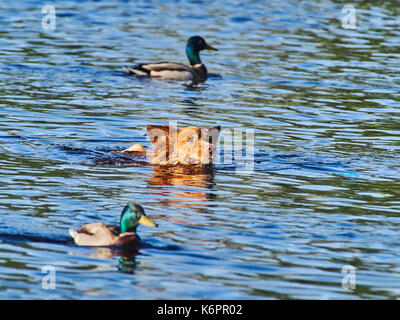 Red Dog schwimmen im Fluss Stockfoto