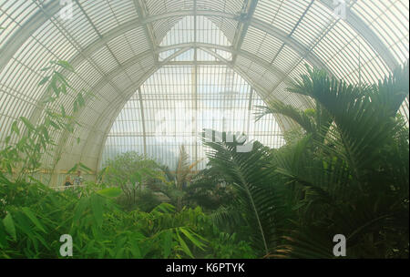 Im Inneren des Palmenhauses an der Royal Botanic Gardens, Kew, London, England, UK Stockfoto