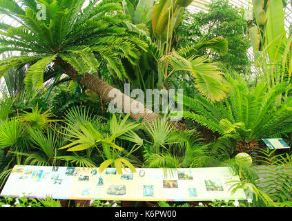 Im Inneren des Palmenhauses an der Royal Botanic Gardens, Kew, London, England, UK Stockfoto