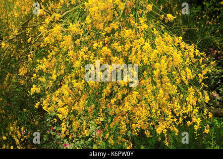 Gelbe cascading Blumen Ätna Besen, Genista aethnensis, Kew Gardens, London, England, Großbritannien Stockfoto