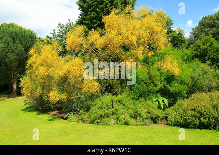 Gelbe cascading Blumen Ätna Besen, Genista aethnensis, Kew Gardens, London, England, Großbritannien Stockfoto