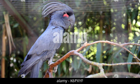 Palm Cockatoo Black Parrot Closeup (Probosciger Aterrimus) Stockfoto