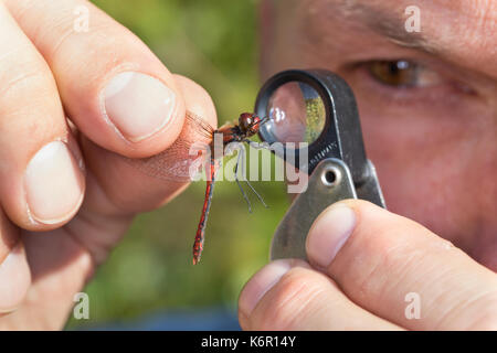 Libellen-Bestimmung, gefangene Libelle wird vorsichtig zwischen zwei Fingern erhalten und mit einer Lupe, Einschlaglupe untersucht, Entomologie, Biolo Stockfoto
