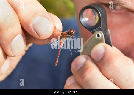 Libellen-Bestimmung, gefangene Libelle wird vorsichtig zwischen zwei Fingern erhalten und mit einer Lupe, Einschlaglupe untersucht, Entomologie, Biolo Stockfoto
