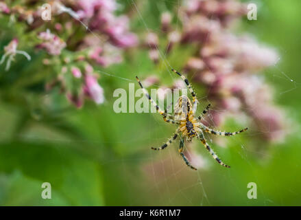 Männliche Gartenkreuzspinne (Orb Weaver Spider, Araneus diadematus, Diadem Spider) auf einem Webserver im Herbst in Großbritannien. Stockfoto