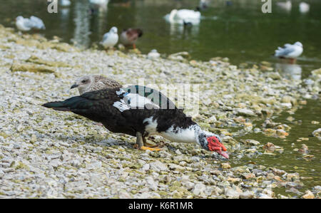 Nach drake Muscovy duck (Cairina moschata) an Land während Trinkwasser aus einem See in West Sussex, England, UK. Stockfoto