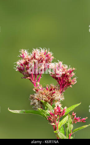 Eupatorium cannabinum Pflanze, auch als Hanf agrimony oder Heiligen Seil bekannt, im Spätsommer in West Sussex, England, UK. Porträt mit kopieren. Stockfoto