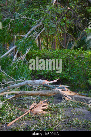 WEST Palm Beach, FL-Sept 11, 2017: Folgen bis zur Bereinigung von Hurrikan Irma in einem kleinen Stadtteil im südlichen Florida zeigt viele abgestürzte Bäume und Äste, aber keine strukturelle Schäden Stockfoto