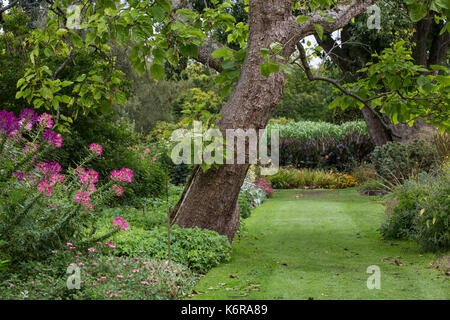 Egham, Großbritannien. 13 Sep, 2017. Cleome Spinosa 'Cherry Queen' an der Savill Garden. In den 1930er Jahren erstellt, die 35-acre Savill Garden enthält eine Reihe von miteinander verbundenen Gärten und Wälder einschließlich der versteckten Gärten, Feder Holz, im Sommer die Gärten, die Neuseeland Garten, Sommer Holz, die Lichtungen, Herbst Holz und den Winter Betten. Credit: Mark Kerrison/Alamy leben Nachrichten Stockfoto