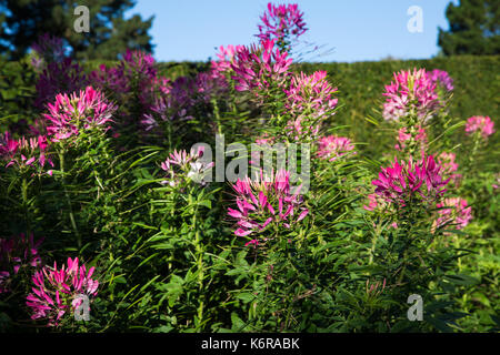 Egham, Großbritannien. 13 Sep, 2017. Cleome Spinosa 'Cherry Queen' an der Savill Garden. In den 1930er Jahren erstellt, die 35-acre Savill Garden enthält eine Reihe von miteinander verbundenen Gärten und Wälder einschließlich der versteckten Gärten, Feder Holz, im Sommer die Gärten, die Neuseeland Garten, Sommer Holz, die Lichtungen, Herbst Holz und den Winter Betten. Credit: Mark Kerrison/Alamy leben Nachrichten Stockfoto