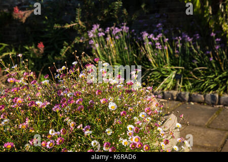 Egham, Großbritannien. 13 Sep, 2017. Blumen in angehobenen Betten am Savill Garden. In den 1930er Jahren erstellt, die 35-acre Savill Garden enthält eine Reihe von miteinander verbundenen Gärten und Wälder einschließlich der versteckten Gärten, Feder Holz, im Sommer die Gärten, die Neuseeland Garten, Sommer Holz, die Lichtungen, Herbst Holz und den Winter Betten. Credit: Mark Kerrison/Alamy leben Nachrichten Stockfoto