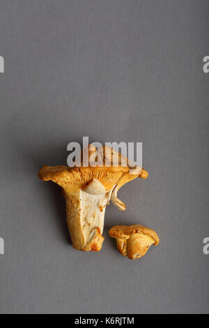 Gelbe Pilze auf grauen Hintergrund, essen Konzept Stockfoto