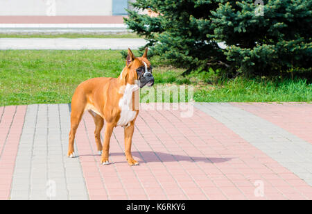 Boxer Hund wartet. Der Boxer Hund im Park. Stockfoto