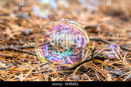 Soap Bubble gegen den Herbst Kiefernwald Hintergrund Stockfoto