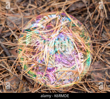 Soap Bubble gegen den Herbst Kiefernwald Hintergrund Stockfoto